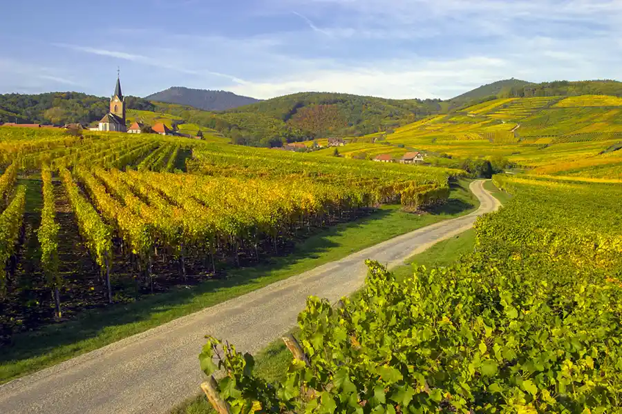 Route des vins d'Alsace